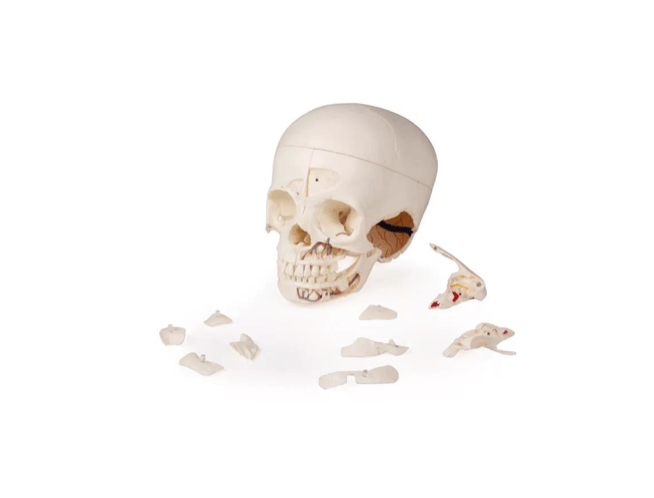 Luxus Demonstrations - Kinderschädel, 14 - teilig – Premium - Lehrmodell für erweiterte pädiatrische Studien - Erler - Zimmer